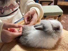 -猫猫幼稚园·撸猫·桌游·电玩