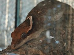 -酷以爬仙阁实体爬宠店·守宫·蜥蜴·专业繁育