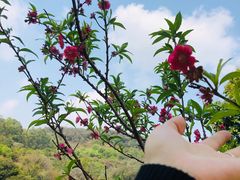 -南国桃园旅游度假区