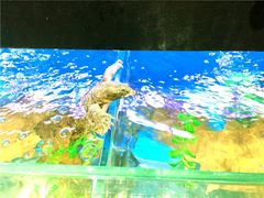 -盒马鲜生(王府广场店)