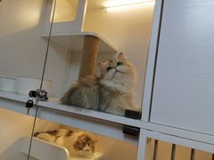 -十月米努特矮脚猫舍