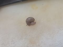 -秦老大西安羊肉泡馍馆(健德门店)