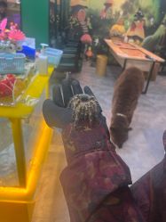 -神奇动物撸宠馆·羊驼·小浣熊·异宠(豫园店)