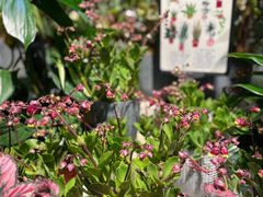 -弗劳尔花艺坊(龙涛店)