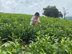 -帐篷客·溪龙茶谷度假酒店