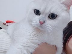 -糯米喵星人总部直营旗舰店·猫舍·幼猫出售
