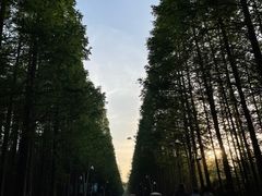 -日照海滨国家森林公园