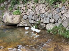 -林坑古村落