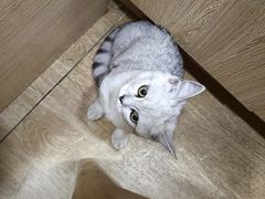 -瑞派名望24h动物医院异宠专科·猫专科·骨科·重症监护分院