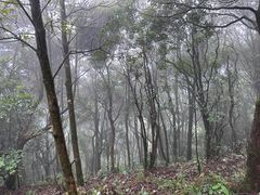 -梧桐山风景名胜区