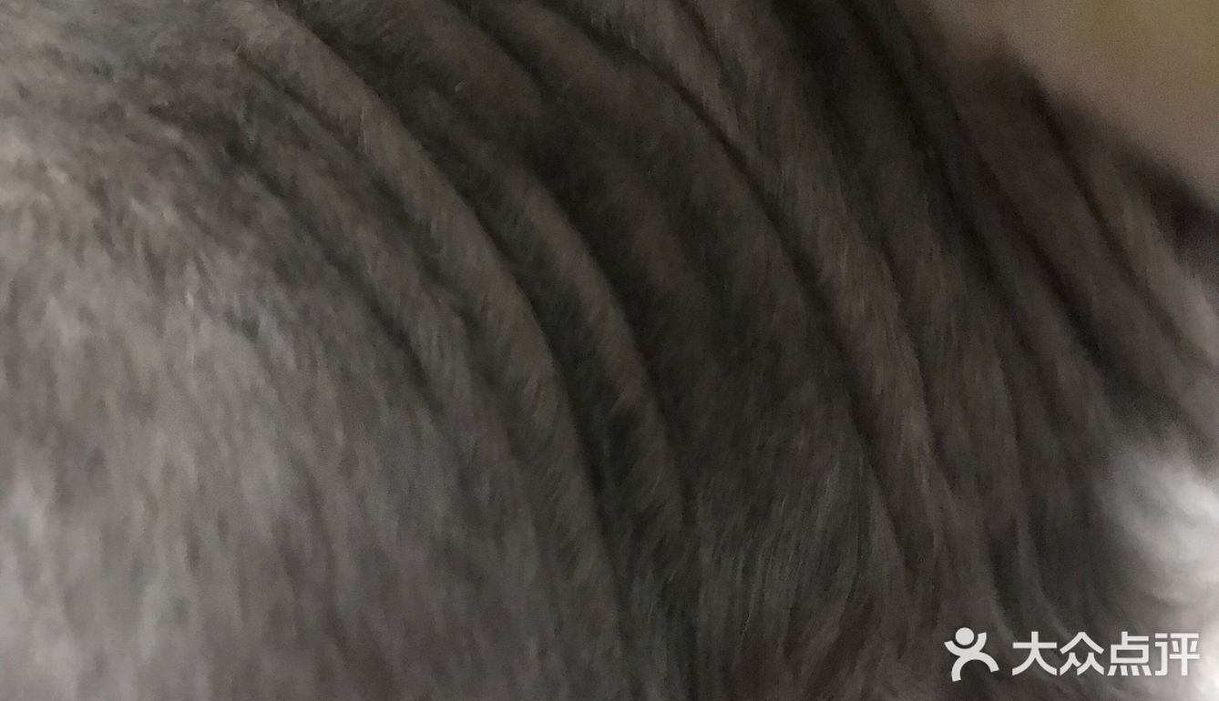 自从狗子把毛剃秃了，发现它真胖啊…