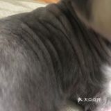 自从狗子把毛剃秃了，发现它真胖啊…