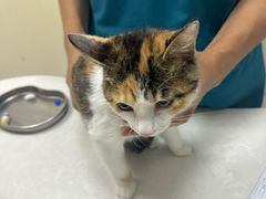 -中农国际动物医院24小时·猫科·骨科·急重症中心