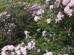 -梧桐山风景名胜区