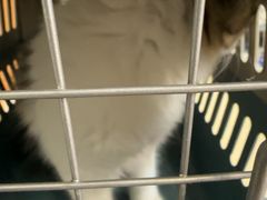 -宠福鑫动物医院(城北分院)