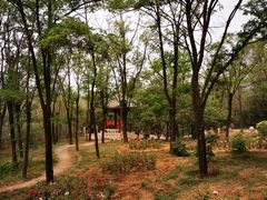 -云岗森林公园