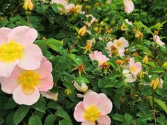 -都江堰玫瑰花溪谷