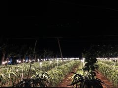 -硇洲岛旅游区