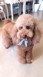 -첫번째 初见美学中心