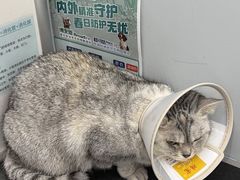 -派特宠物医院(圆融广场店)