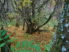 -叠溪松坪沟景区
