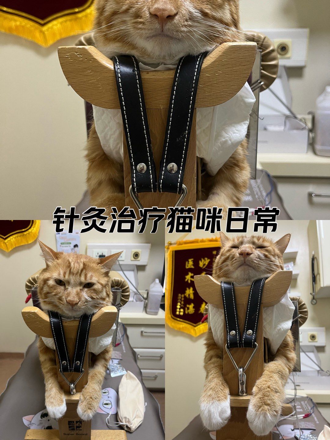 针灸猫咪