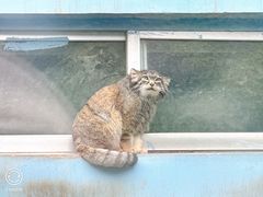 -青藏高原野生动物园