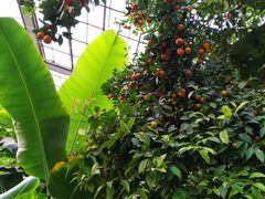 -呀路古热带植物园
