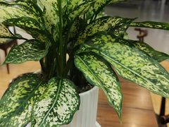 -陇兴楼兰州拉面(西安咸阳国际机场店)