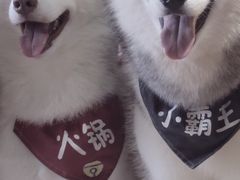 -Husky Go! 哈士奇体验馆·宠物咖啡厅狗咖