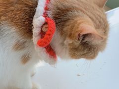 -怪兽屋·羊驼·猫咖·狗咖(俊华广场店)