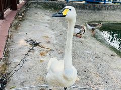 -北京鹿世界主题园