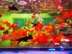 -双季花艺园艺市场(浦东店)