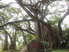 -瑞丽独树成林风景区