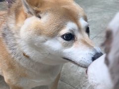 -美联众合动物医院·24h转诊中心