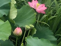 -荷塘月色湿地公园·向阳花洲