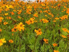 -迪茵湖田家舍生态农场