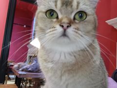 -猫色咖啡·猫咖