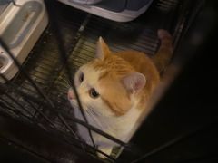 -長壹旋转烤吧 农家鸡火锅