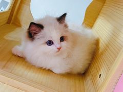 -十年猫舍·猫咪专门店(普陀店)