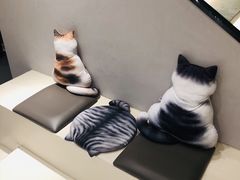 -飞行喵MR PILOT|猫舍·猫咖(静安大融城店)