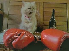 -Boxing Cat Brewery拳击猫精酿啤酒馆(思南公馆店)