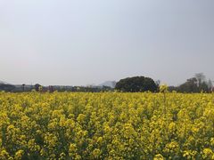 -田园东方蜜桃村的田野营地