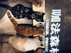 -咖法森林·咖啡  酒吧(天河店)