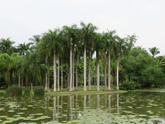 -西双版纳原始森林公园