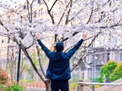 -高东镇樱花园