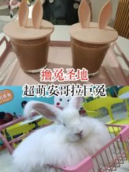 -萌兔星空蹦床撸兔馆