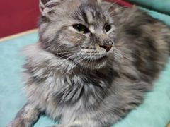 -猫色咖啡·猫咖