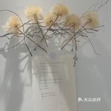 白色蒲公英的约定