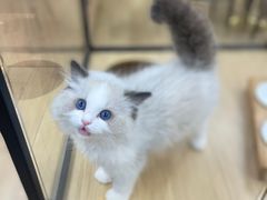 -袖虎猫馆(十亩地店)